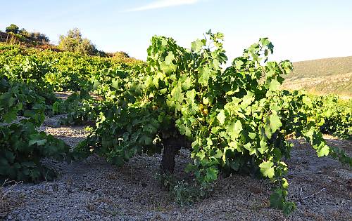 Culture traditionnelle de la vigne, à Pantelleria