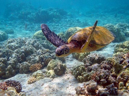 La tortue Caouanne