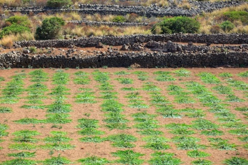 Les capres de Pantelleria