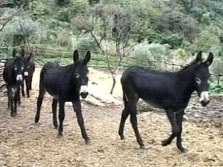 L’ane de Pantelleria