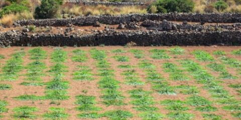 La nature sur l’île de Pantelleria