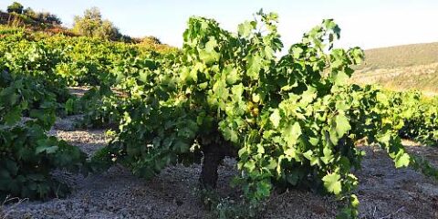 Culture traditionnelle de la vigne, à Pantelleria