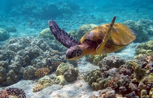 La tortue Caouanne